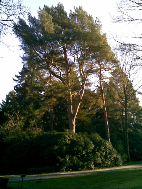 Dezembersonne