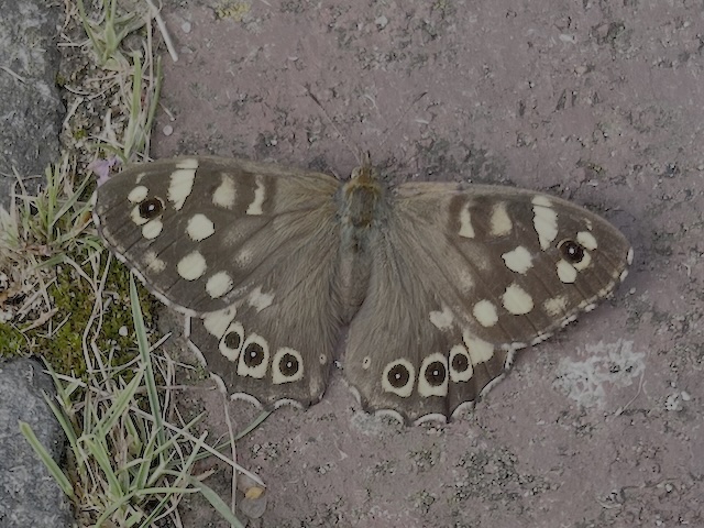 Sieh da: ein Waldbrettspiel!