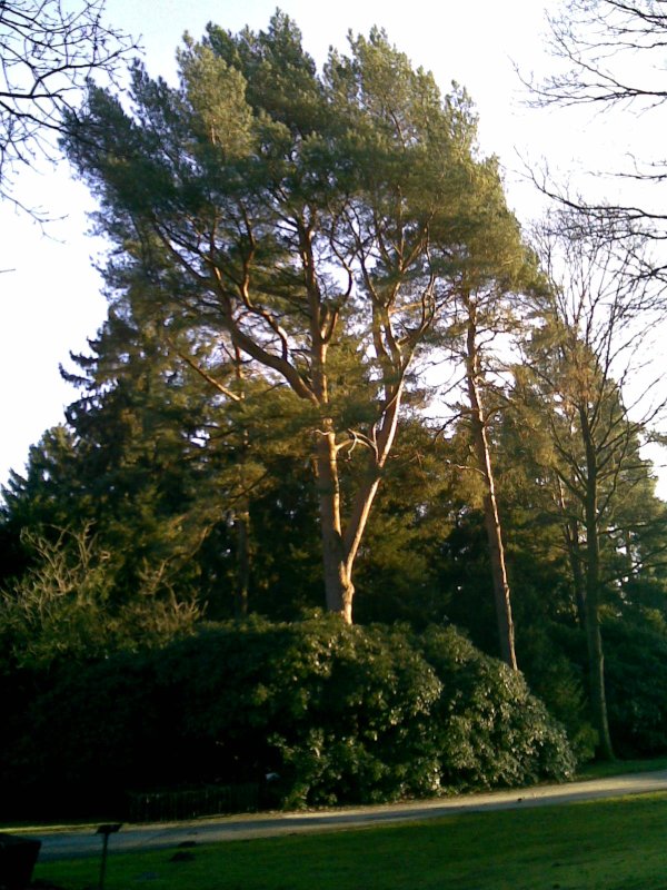 Dezembersonne