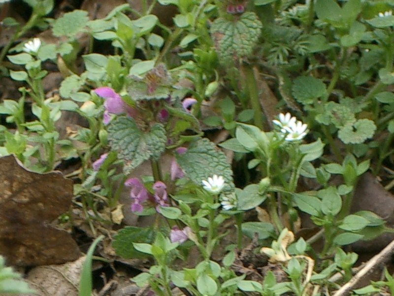 Is schon Fr&uuml;hling?