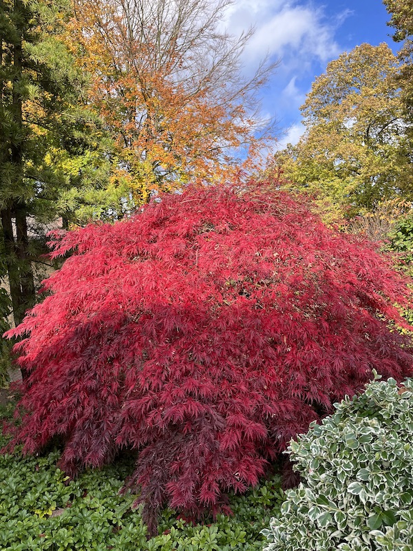 Indian Summer in Hamburg.jpg